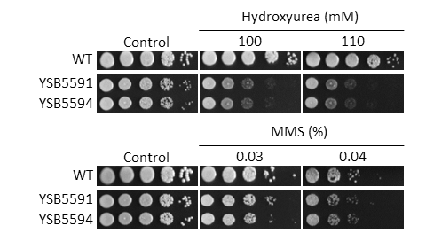 Genotoxic stress phenotype