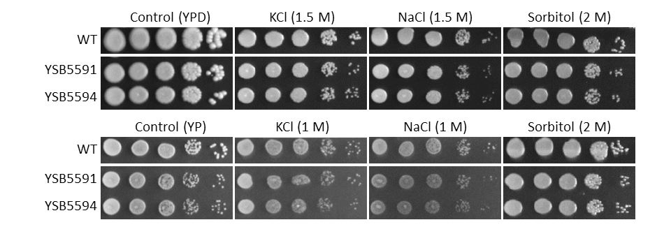 Osmotic stress phenotype
