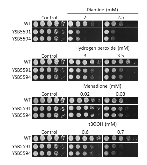 Oxidative stress phenotype