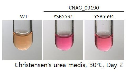 Urease phenotype