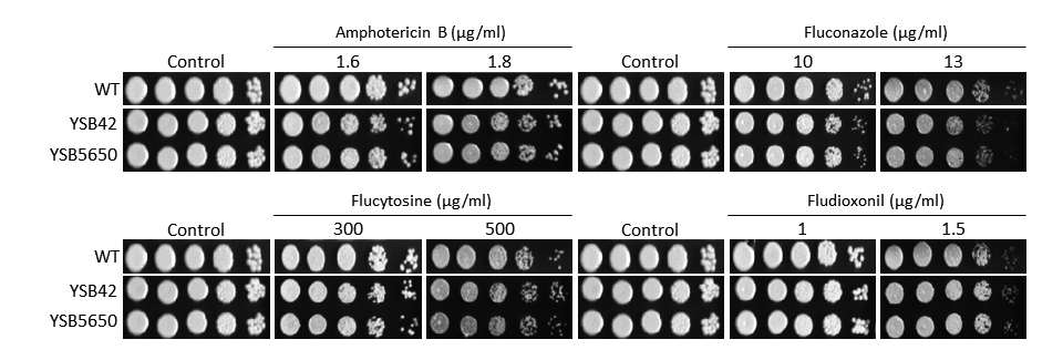 Antifungal drug susceptibility