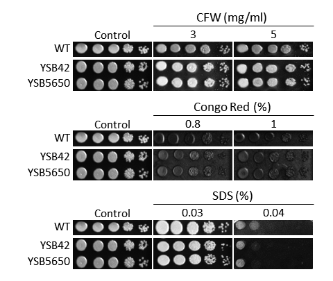 Cell wall stress phenotype