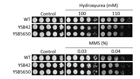 Genotoxic stress phenotype