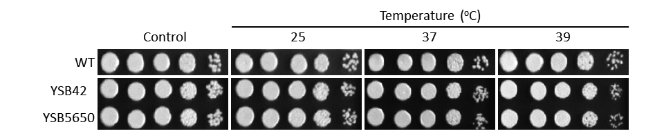 Growth phenotype
