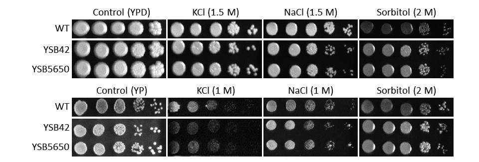 Osmotic stress phenotype