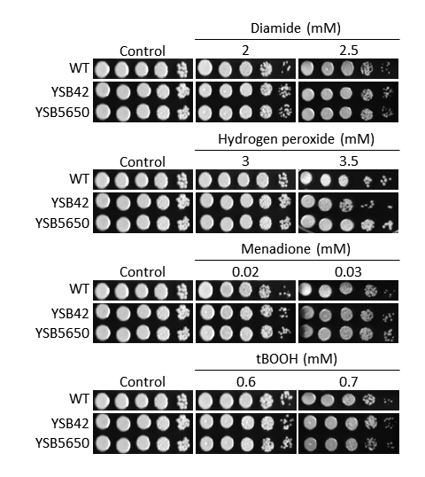 Oxidative stress phenotype