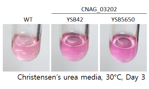 Urease phenotype