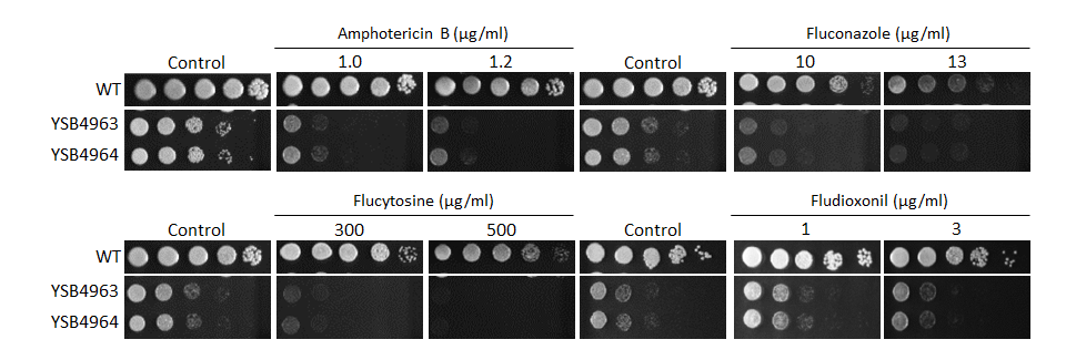 Antifungal drug susceptibility