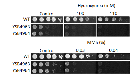 Genotoxic stress phenotype
