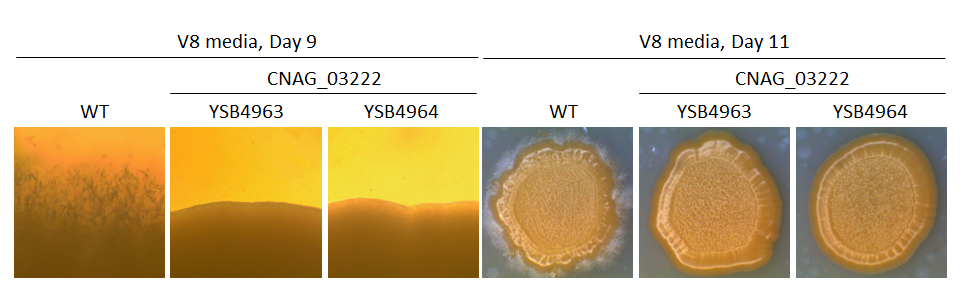 Mating phenotype