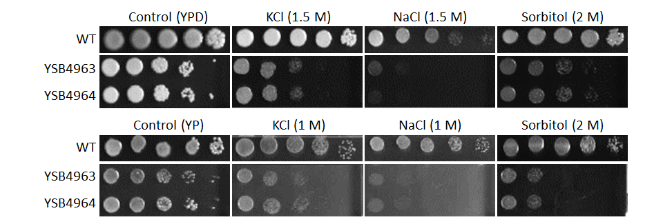 Osmotic stress phenotype