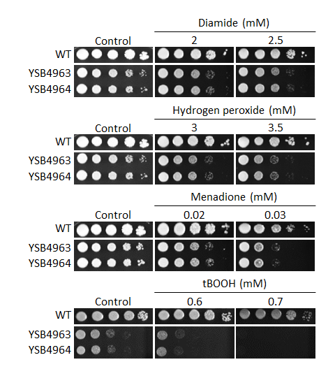 Oxidative stress phenotype