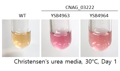 Urease phenotype