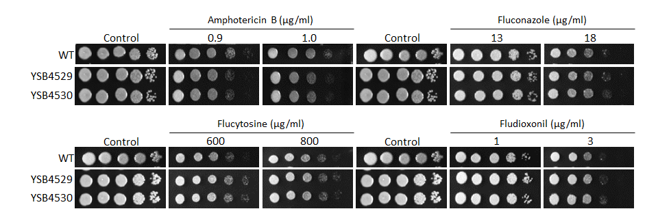 Antifungal drug susceptibility