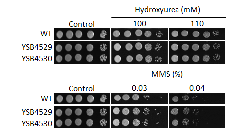 Genotoxic stress phenotype