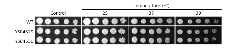 Growth phenotype