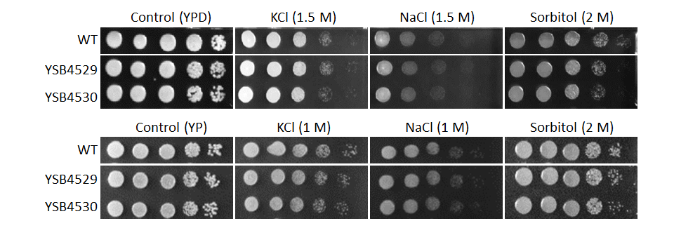 Osmotic stress phenotype