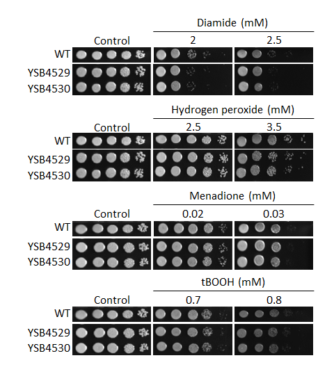 Oxidative stress phenotype