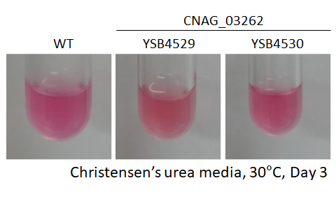 Urease phenotype