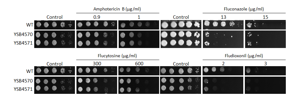 Antifungal drug susceptibility