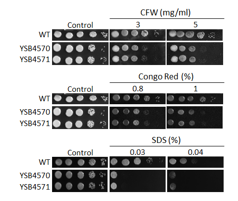 Cell wall stress phenotype