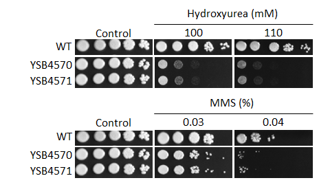 Genotoxic stress phenotype