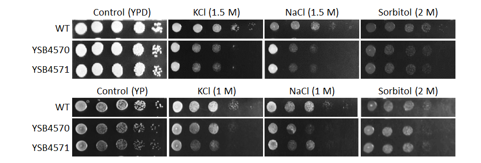 Osmotic stress phenotype