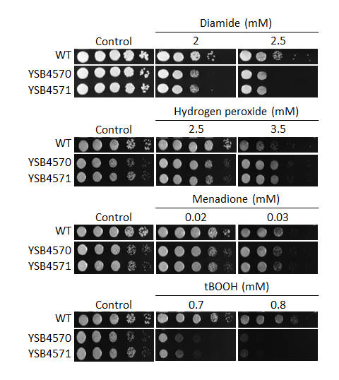 Oxidative stress phenotype