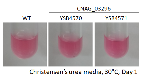 Urease phenotype