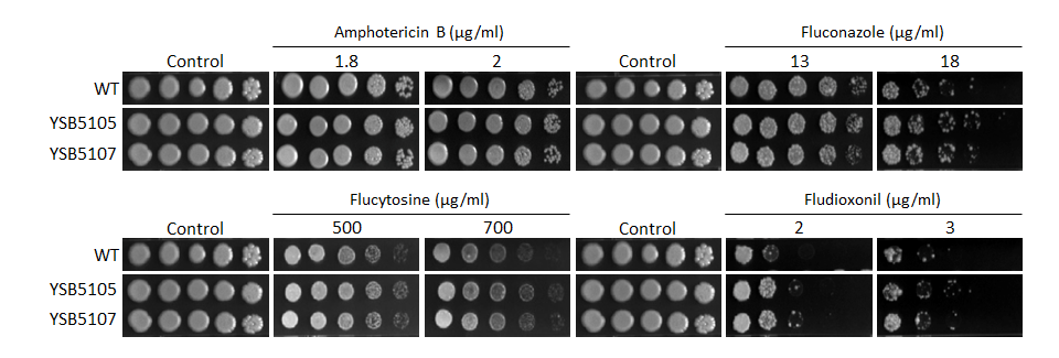 Antifungal drug susceptibility