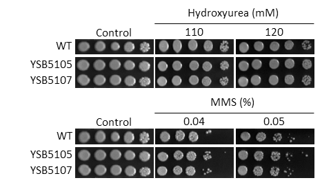 Genotoxic stress phenotype