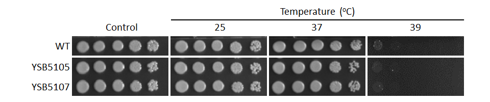 Growth phenotype