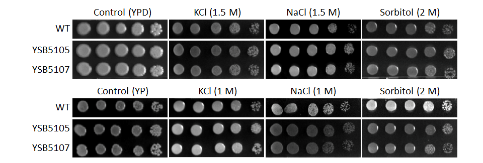 Osmotic stress phenotype