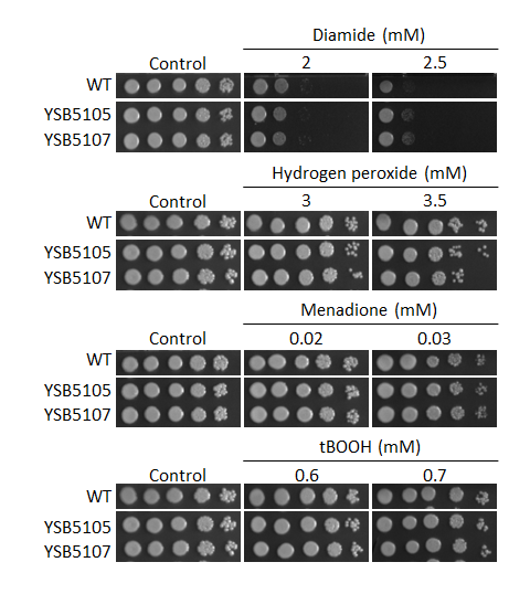 Oxidative stress phenotype