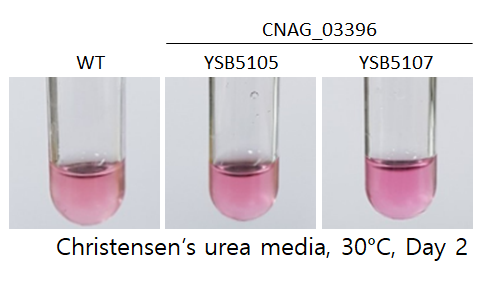Urease phenotype