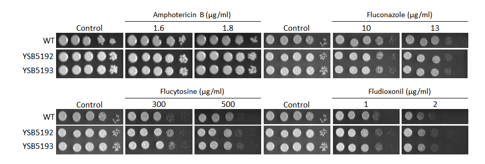 Antifungal drug susceptibility