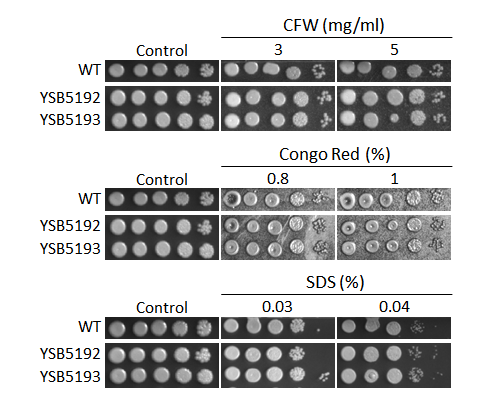 Cell wall stress phenotype