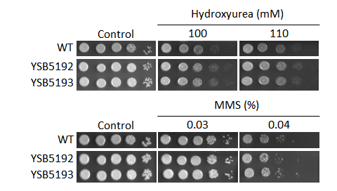 Genotoxic stress phenotype