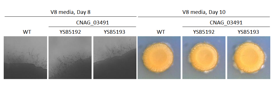Mating phenotype