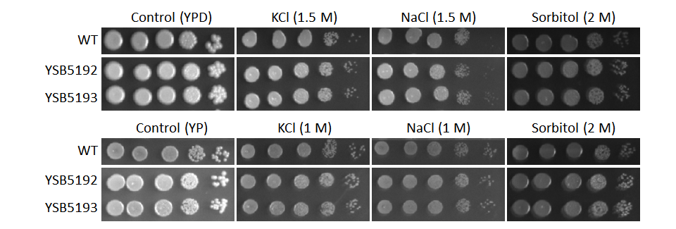 Osmotic stress phenotype