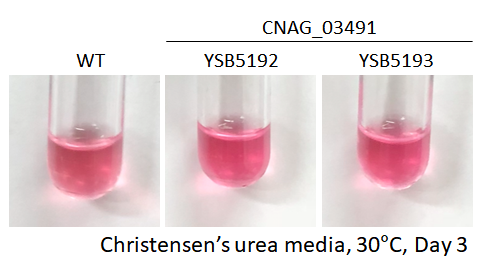 Urease phenotype