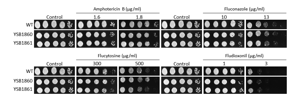 Antifungal drug susceptibility