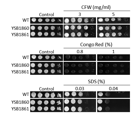 Cell wall stress phenotype