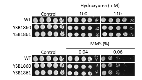 Genotoxic stress phenotype