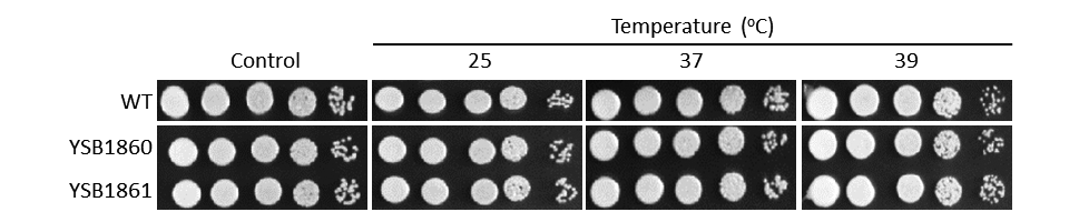 Growth phenotype