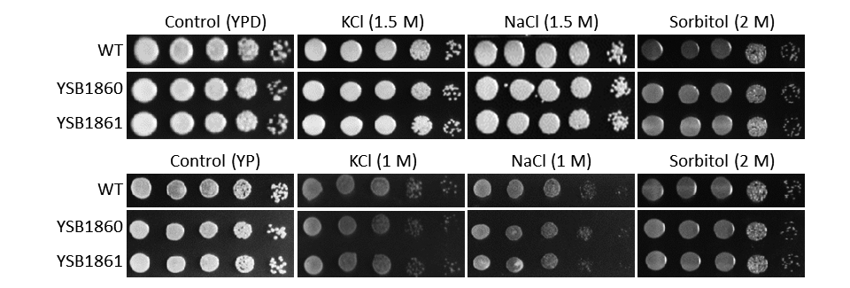 Osmotic stress phenotype