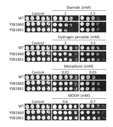 Oxidative stress phenotype