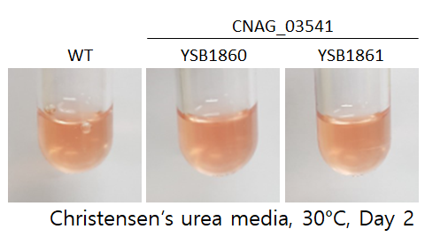 Urease phenotype