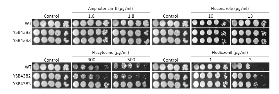 Antifungal drug susceptibility