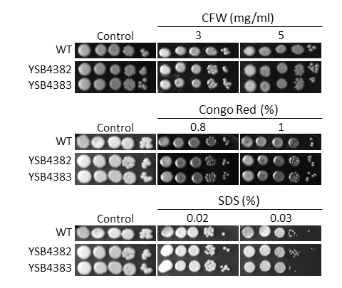 Cell wall stress phenotype